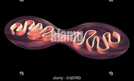 Divisione di celle . Sdoppiamento dei mitocondri, replicazione del DNA. 3d rappresentazione illustrazione Foto Stock