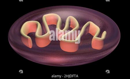 Divisione di celle . Sdoppiamento dei mitocondri, replicazione del DNA. 3d rappresentazione illustrazione Foto Stock