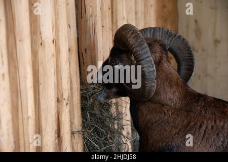 Marrone mouflon europeo mangiare fieno Foto Stock