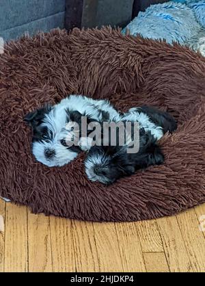 Adorabili cuccioli dell'Avanese che dormono in un letto Foto Stock