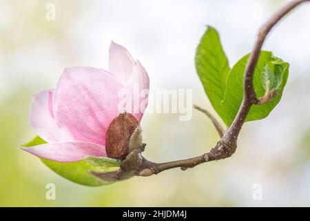 Magnolia soulangeana, il piattino magnolia albero, fiore in primo piano in uno sfondo sfocato. Foto Stock