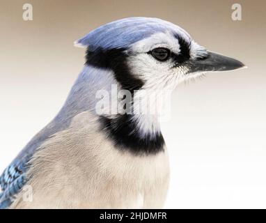 (Ottawa, Canada---27 Gennaio 2022) Blue Jay. Foto copyright 2022 Sean Burges / Mundo Sport Images. Foto Stock