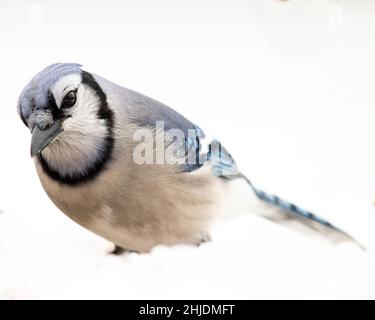 (Ottawa, Canada---27 Gennaio 2022) Blue Jay. Foto copyright 2022 Sean Burges / Mundo Sport Images. Foto Stock