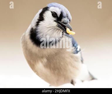 (Ottawa, Canada---27 Gennaio 2022) Blue Jay. Foto copyright 2022 Sean Burges / Mundo Sport Images. Foto Stock