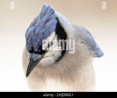 (Ottawa, Canada---27 Gennaio 2022) Blue Jay. Foto copyright 2022 Sean Burges / Mundo Sport Images. Foto Stock