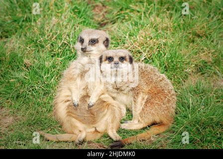 Due meerkat adulti (Suricata suricatta), situati in cattività al Five Sisters Zoo, West Calder, West Lothian, Scozia, Regno Unito. Foto Stock