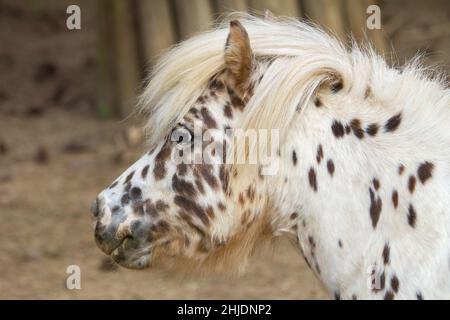 Pony punteggiato, profilo della testa in vista ravvicinata. Foto Stock