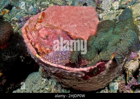 Uno scorpionfish brandiato, Scorpaenopsis barbatus, perches in cima a un vaso inesploso 'dynamite', ignaro della massiccia distruzione che si sarebbe verificata Foto Stock