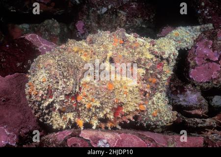 Guardando molto come parte del mare, uno Stonefish della barriera corallina, Synanceia verrcosa, attende pazientemente un piccolo pesce o un'altra preda per venire all'interno della strik Foto Stock