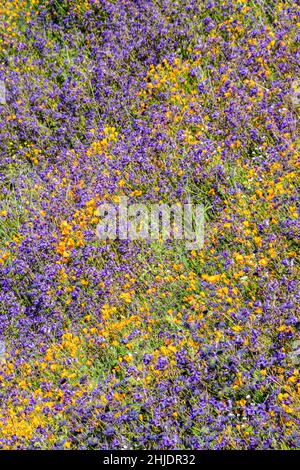 Il deserto della California meridionale ha scolorito durante il Superbloom del 2019. Lago Elsinore, California, Stati Uniti Foto Stock