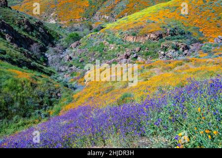 Il deserto della California meridionale ha scolorito durante il Superbloom del 2019. Lago Elsinore, California, Stati Uniti Foto Stock