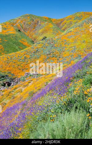 Il deserto della California meridionale ha scolorito durante il Superbloom del 2019. Lago Elsinore, California, Stati Uniti Foto Stock