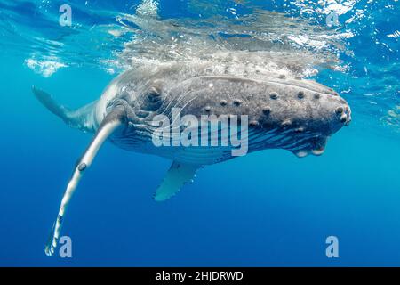 Un vitello Humpback Whale, Megaptera novaeangliae, fa un approccio molto vicino. Moorea, Polinesia francese, Oceano Pacifico Foto Stock