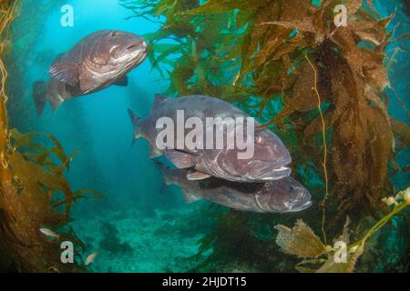 Un trio di Giant Black Seabass, Stereolepis gigas, si librano tra gli stocchi di Giant Kelp, Macrocystis piryfera. Casino Point Underwater Park, Catalina Isla Foto Stock