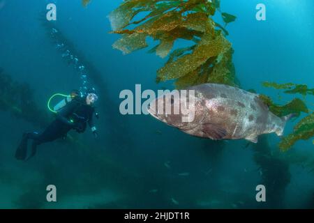 Un subacqueo osserva un giovane gigante nero Seabass, Stereolepis gigas, che si aggirano tra i gambi di kelp gigante. Casino Point, Avalon, Catalina Island, California Foto Stock