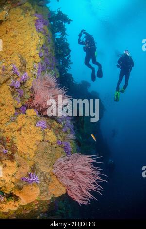 I subacquei esplorano il terreno quasi verticale a Farnsworth Bank, tra le fiorenti colonie di Purple Hydrocal, Stylaster californicus, Red Gorgonian, L. Foto Stock