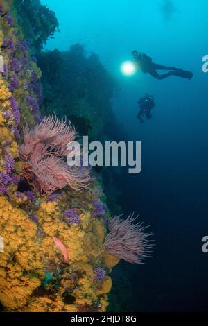 I subacquei esplorano il terreno quasi verticale a Farnsworth Bank, tra le fiorenti colonie di Purple Hydrocal, Stylaster californicus, Red Gorgonian, L. Foto Stock