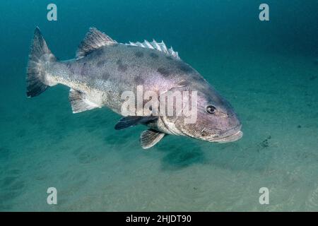 Gaint Black Seabass, Stereolepis gigas, hovering su fondo di sabbia, Catalina Island, California, Stati Uniti, Oceano Pacifico Foto Stock