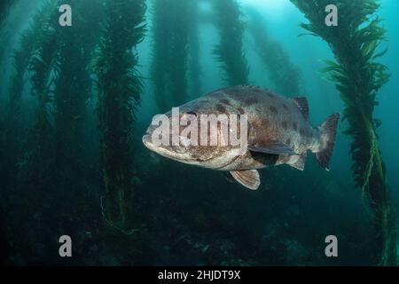 Gaint Black Seabass, Stereolepis gigas, che si aggirano tra i gambi di Giant Kelp, Macrocystis piryfera. Casino Point Dive Park, Catalina Island, California Foto Stock