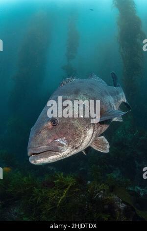 Gaint Black Seabass, Stereolepis gigas, che si aggirano tra i gambi di Giant Kelp, Macrocystis piryfera. Casino Point Dive Park, Catalina Island, California Foto Stock