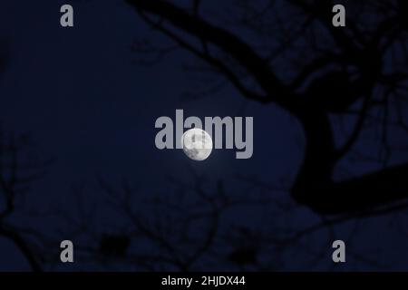 Primo piano della luna ceretta - un giorno prima della luna piena - cattura di prima serata contro il cielo blu scuro. Silhouette di albero e rami di fronte. Stuttg Foto Stock