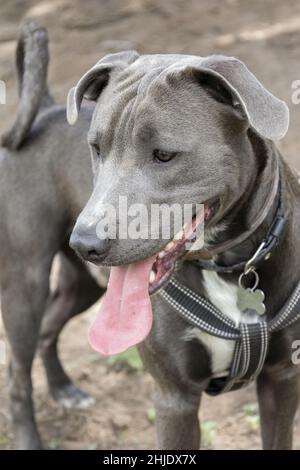 bel cane grigio con lingua fuori che indossa un guinzaglio per animali domestici, mammifero animale domestico in una giornata fuori per una passeggiata, dettagli pelliccia, natura Foto Stock