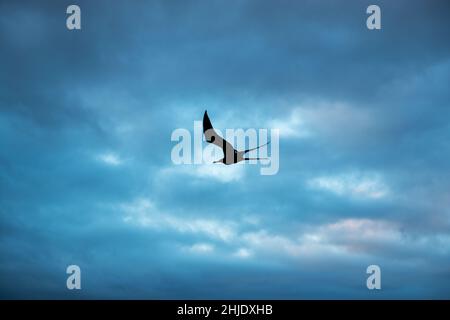 Galapagos magnifico fregatebird (Fregata magnificens) silhouette al tramonto con spettacolari nuvole, Isola di Genovesa, Parco Nazionale Galapagos, Ecuador. Foto Stock