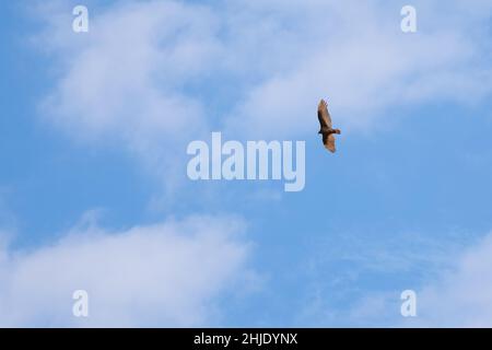 Un avvoltoio tacchino svetta in alto nel cielo. Ampio spazio per il testo nella vista minimalista. Foto Stock