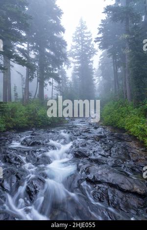 Bel paesaggio di un fiume in corso nella foresta in una giornata di nebbia Foto Stock