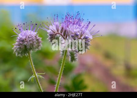 Fioritura phacelia (scorpionfeed, eliotropo). La vista del fiore di phacelia è vicina. Fistils, timens. Foto Stock