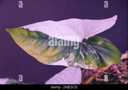 Una bella foglia variegata di Syngonium Albo Foto Stock