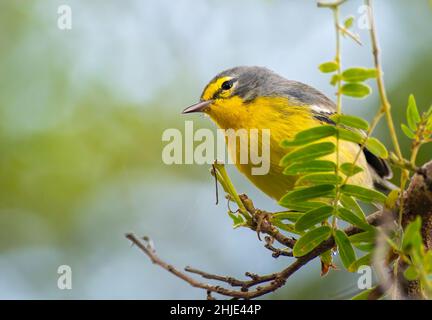 Adelaide Warbler arroccato su un albero nella foresta Foto Stock