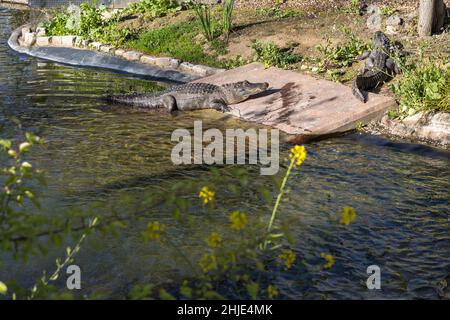 Due coccodrilli si crogiolano vicino ad un laghetto al sole Foto Stock