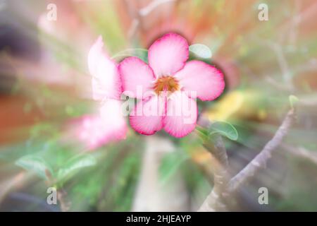 Fiori di un azalea di salmone colore da vicino Foto Stock