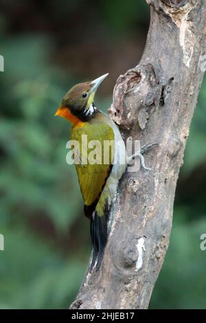 Greater Yellownape Woodpecker (Chrysophlegma flavinucha), provincia di Yunnan sud-occidentale, Cina 25 dicembre 2018 Foto Stock