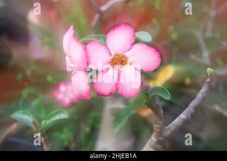 Fiori di un azalea di salmone colore da vicino Foto Stock