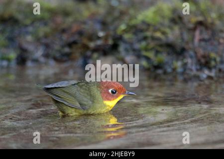 Tesia castaneocoronata (Tesia castaneocoronata), bagno, Jailigongshan, provincia occidentale di Yunnan, Cina 1 gennaio 2019 Foto Stock