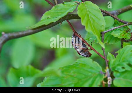 Il gattino (o maybug) è un genere di scarabaeidae appartenente alla famiglia delle scarabaeidae Foto Stock