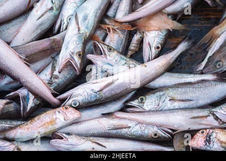 Vari pesci appena pescati su una barca di legno di pesca pronto per essere venduto in un mercato del pesce. Gamberetti, spigola, merluzzo, triglie o pesci caprini. Primo piano Foto Stock