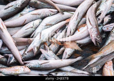 Vari pesci appena pescati su una barca di legno di pesca pronto per essere venduto in un mercato del pesce. Gamberetti, spigola, merluzzo, triglie o pesci caprini. Primo piano Foto Stock