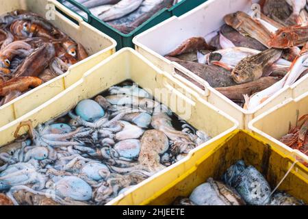 Appena pescato fresco vari pesci crudi in casse di plastica in un mercato del pesce pronto per essere venduto Foto Stock