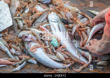 Vari pesci appena pescati di fresco su una barca di legno di pesca che sono selezionati da un pescatore e pronti per essere venduti al mercato del pesce con pezzi di plastica Foto Stock