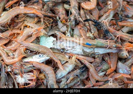 Vari pesci appena pescati di fresco su una barca di legno di pesca che sono selezionati da un pescatore e pronti per essere venduti al mercato del pesce con pezzi di plastica Foto Stock