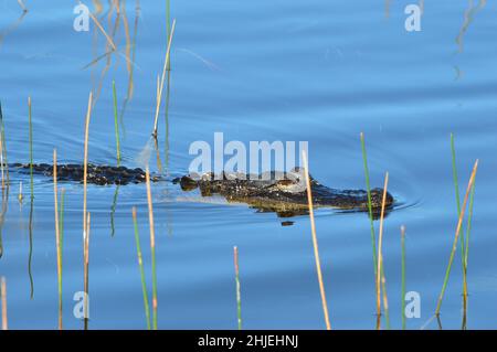 Naples Florida Foto Stock