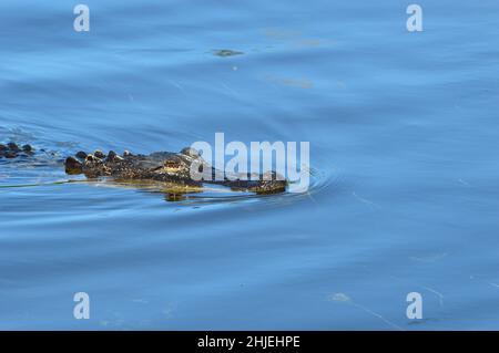 Naples Florida Foto Stock