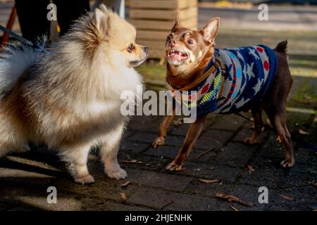 Piccoli cani che combattono per strada Foto Stock