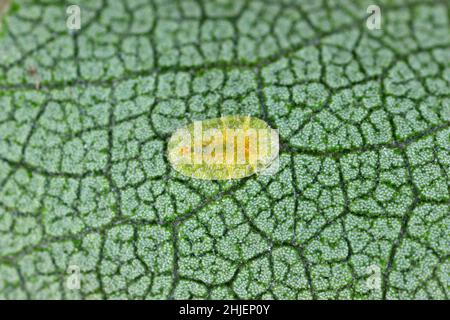 Macrofotografia di insetti Diaspididae su vaso fogliare. Insetti di scala corazzati a piante domestiche. Insetti che succhiano pianta. Cale infestato (Coccidae) comunemente Foto Stock