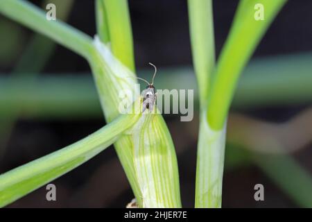 Falena di porri o minatore di foglie di cipolla (Acrolepia assectella) famiglia Acrolepiidae. E 'invasivo specie peste di porri. Le larve si nutrono di Allium pl Foto Stock