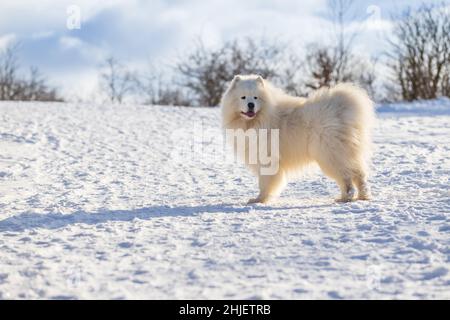 Samoyed - Samoyed bella razza Siberiano bianco cane. Il cane è in piedi su una strada nevosa e ha la sua lingua fuori. Foto Stock