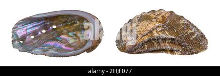 Primo piano di entrambi i lati guscio abalone isolato su sfondo bianco. Haliotis. Interno con perla ed esterno con superficie calcarea marrone dell'orecchio di mare. Foto Stock